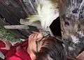 志々島の大楠の写真_38260