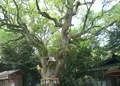 熱田神宮の写真_38714