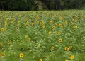 リフレかやの里の写真_40524