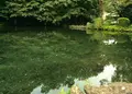 富士山本宮浅間大社の写真_43279
