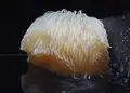 鶴岡市立加茂水族館（クラゲドリーム館）の写真_46899