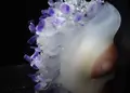 鶴岡市立加茂水族館（クラゲドリーム館）の写真_46900
