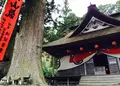 精進の大杉の写真_53356