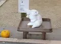 宇治神社の写真_55476
