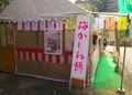綾部山梅林の写真_57102