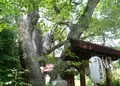 堀越神社(大阪)の写真_58474
