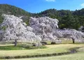広沢池の写真_66469