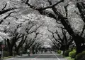 東京学芸大学の写真_68878