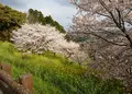 菊池市役所 総合体育館の写真_69998