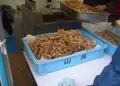大阪府漁業組合の写真_70050