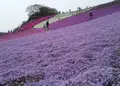 東京ドイツ村の写真_73269