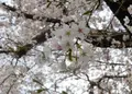 小平市の写真_74471