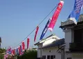 四月の魚の写真_75825