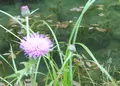 モネの池（名もなき池）の写真_78631