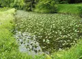 武芸八幡宮の写真_78755