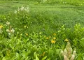 栂池自然園の写真_1157925