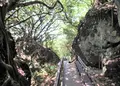 山猪溝原始森林歩道の写真_1171474