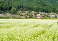 美山かやぶきの里の写真_1180375
