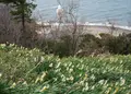 男木島の写真_129733