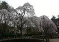 じゅんさい池公園の写真_130117