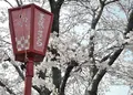 墨俣桜まつりの写真_130615