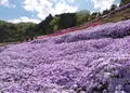 ヤマサ蒲鉾（株）の写真_134537