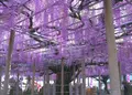 大歳神社　千年藤の写真_134550