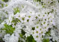 いつも花が咲いているの写真_136777