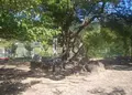 恩智中町５丁目の写真_137236