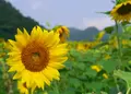 西下野の写真_138257
