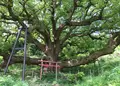 志々島の大楠の写真_142132