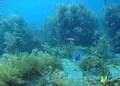 佐渡島の写真_145347