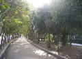 大野川歩行者専用道路の写真_177808