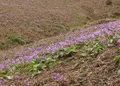 曲川木の根坂の写真_177948