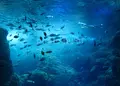 新江ノ島水族館の写真_185084