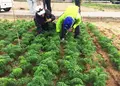 渡名喜 特産加工施設の写真_209827