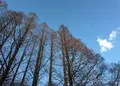 小石川植物園の写真_213542