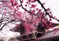 真清田神社の写真_221296