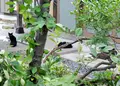 妙雲寺の写真_248700