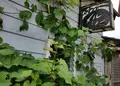 メルシーの写真_249667