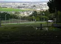 池田町　茶畑の写真_250311