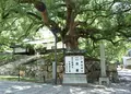 青蓮院門跡の写真_256922
