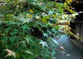 途中の川沿いの道の写真_273727