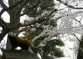 野毛山動物園の写真_301322