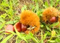 高島市農業公園 マキノピックランドの写真_444202