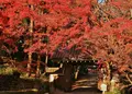 西教寺の写真_445978