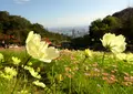 神戸布引ハーブ園/ロープウェイの写真_450614