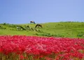 都井岬の写真_515283