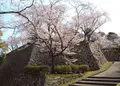 延岡城址の写真_519336