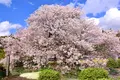 狩宿の下馬桜の写真_904729